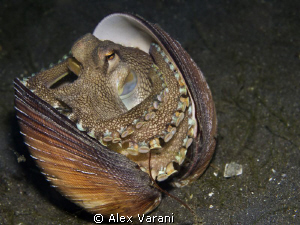 Amphioctopus marginatus (coconut octopus) by Alex Varani 